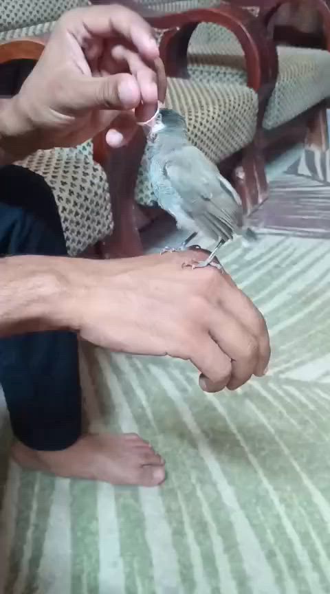 سلام عليكم بلبل اليف سعر ٢٥


**إذا كنت صاحب هذا الإعلان وتريد حذفه لأي سبب، رجاءا أرسل رسالة إلى الدعم الفني**