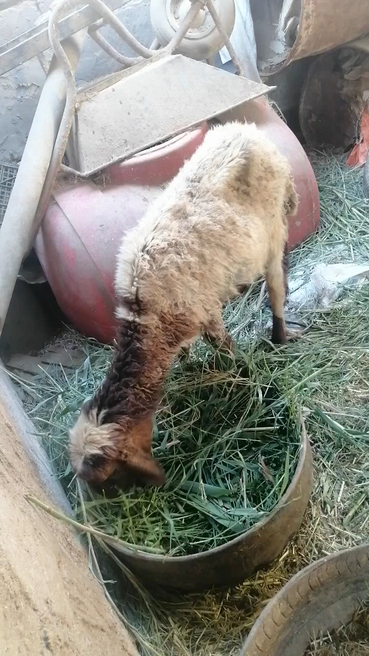 نعجه لبيع صاحيه مناسبه ترهم نذر ذباحه جني
المكان دوانيه قضاء الشاميه
السعر ١٦٥ بيه مجال للشراي يخابر بيه خير ويدلل ***********
