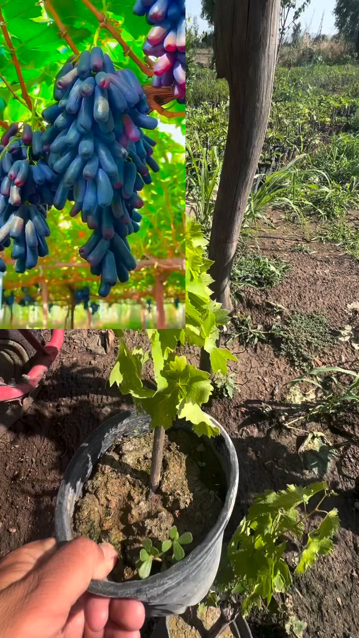 ***********                          *********** 
                         ***********.                            .       
***********08

Bbvhh

🚖گەیاندنمان ھەیە  بۆ تەوای کوردستان و عێراق
