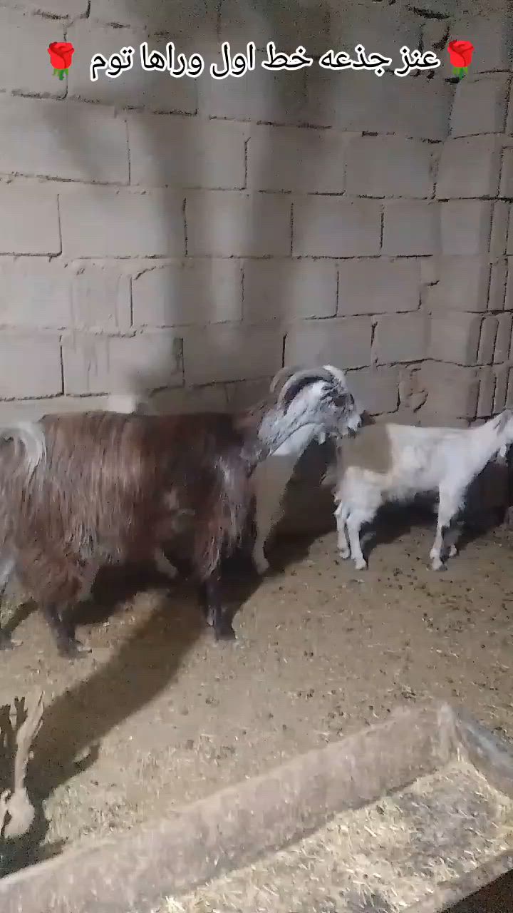 🌹عنز خط اول وراها توم 🌹
عنز جذعه ثاني بطن وراها توم جدي وسخله سوريات بكبرها
شرط ولدت ثلاثه عنز من حلالي الخاص مال جنيه مالتي 
وهسه مضروبه اسفنجه بس ماانطي ضمان ابيع لك عنز وراها توم فقط عنز خط اول مال جناي درجه اولى حلوه مال بيت 
اعشار شهرين وين جناي اللي يدور حلال نظيف خط اول 
السعر 550 وبيها مجال للشراي يتصل ويتدلل 
عنوان الانبار ناحيه كبيسه 
يوجد توصيل حسب الاتفاق داخل محافظه الانبار فقط 
*********** اتصال فقط
***********واتساب فقط

عنز شرط سن وشطر ونصاح على كل عيب
