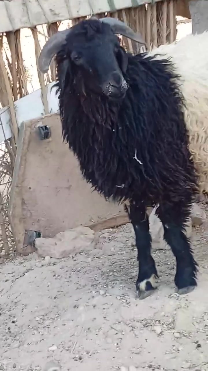 سلام عليكم خوان ماشاء الله طلي فول  السعر 375اليريده يخابرن عله رقم *********** وبيكم خيروددلون المكان حديثة بروانه
