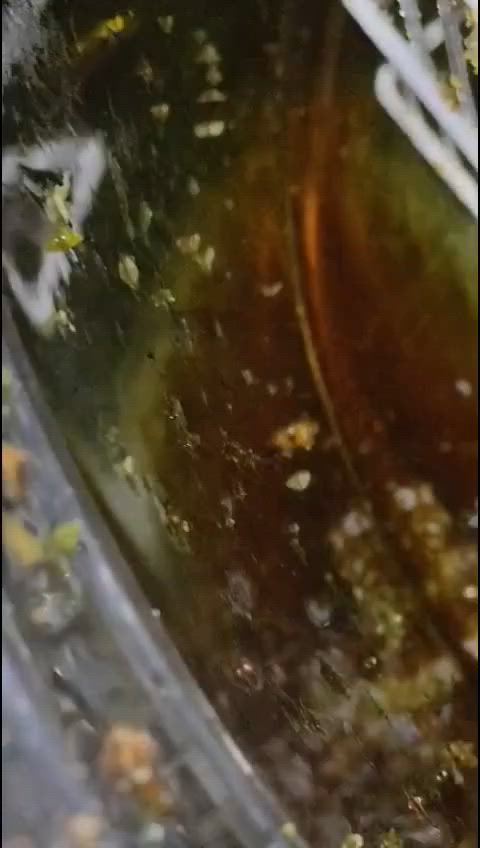 سلام عليكم عسل🍯 طبيعي
شرط 

جدامكم 

السعر 30 قفل

حجز عل  

رقم ***********
