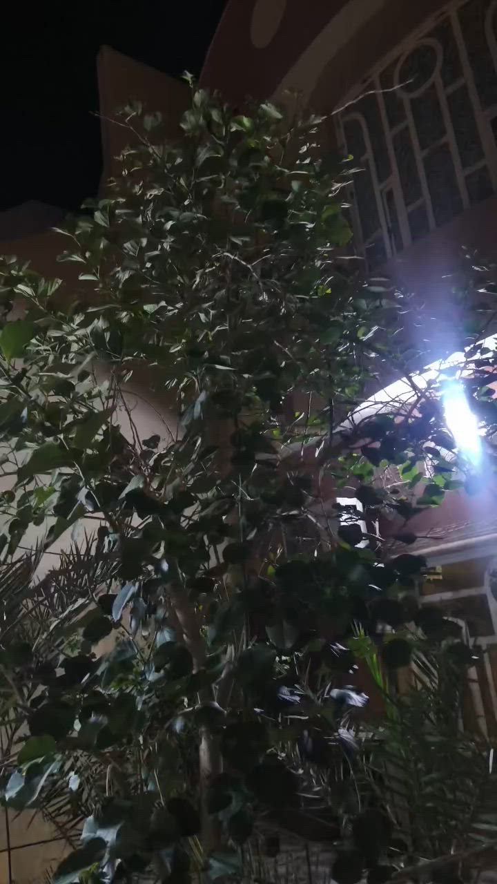 ماكس عدله ملغمه تزويد كله أصلي شيال شوته اربعه ولف ويلات كلجات رياضي أصلي جاهزه غراضها موجوده سعر 650مكاني بصره أبي لخصيب وتسابي ***********

