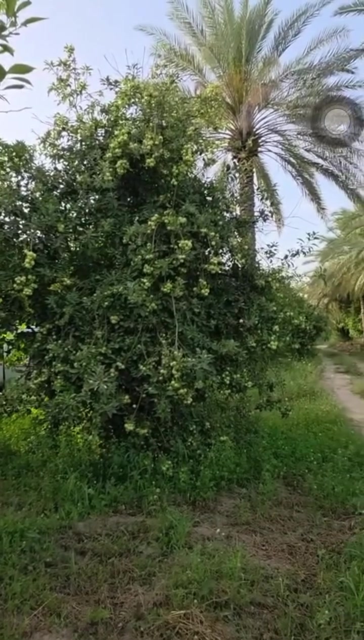 يا الله السلام عليكم ارض زراعيه ع ٢٥المساحه دونمين بستان مشجر كامل يم الجسر مال برينج.  قريبه ع تبليط ولدرب الي يطب عليهة سبيس يمهة كهرباء او مي سكي او اساله او مدرسه قريبه عليهة كاع حلوه ومرتبه او بل عافيه ع ياخذهة هاذا رقمي اتصل او بيك خير ودلل ***********
