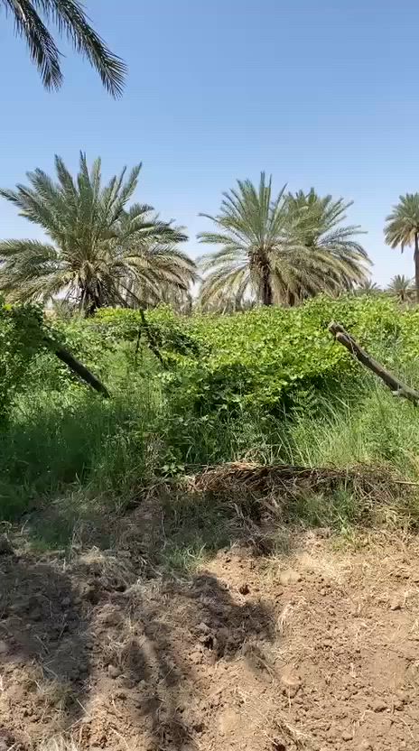 الهم صل على محمد وآل محمد
(دونم طابو صرف) وليس زراعي اكرر طابو صرف سند وحيده مسيجه  BRC  كلها وجه 50 ونزال 50 يعني مربعه مشجره نخل وحمضيات وتين وفواكهه
بيها اكثر من 50 نخله و1000 متره مزروعه عنب 
ماء سيح وبيه بير وماطور  مكانها بلسياحي استفسار اكثر  ***********
