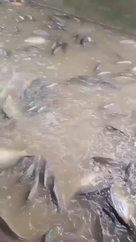 مطعم ومشويات البركه ❤️🌹
إنتَ اختار الطريقة واحنه نضبط النكهة:
 بالتنور🍢 لو شوي لو قلي 
والطعم مضمون بحطب الحمضيات والنكهة البغدادية الأصيلة

للحجز ***********

دجاج محلي عراقي ب ٣٧٥٠ متوفر مشوي ع الفحم وبالتنور 

سمك حي تازه يلبط كل اوزان متوفر ب ٥٧٥٠

متوفر توصيل
