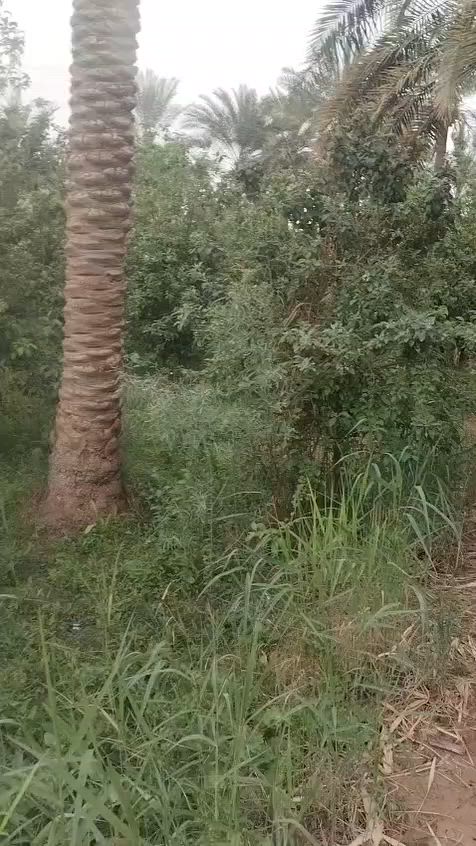 سلام عليكم بستان 40دونم ملك صرف لبيع شاطيه من الشط ويبدي معه 2بيوت بستان بنواعه سعر الدونم 42مليون العنوان قضاء العزيزيه ***********\\***********
