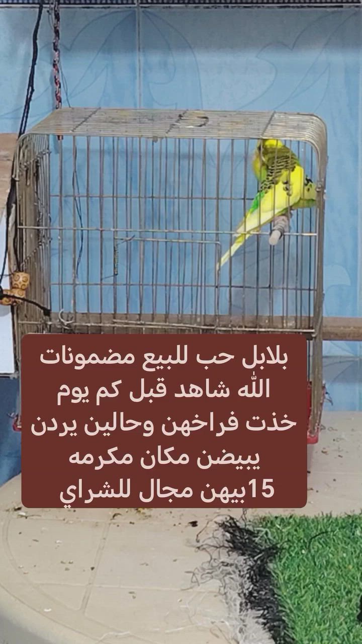 متاح مكان نجف


**إذا كنت صاحب هذا الإعلان وتريد حذفه لأي سبب، رجاءا أرسل رسالة إلى الدعم الفني**