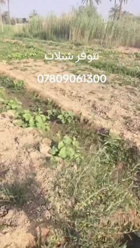 بسم الله الرحمن الرحيم 
افضل المشاريع الاستثمارية ذات المردود الاقتصادي العالي والتي لا تحتاج مجهود كبير. وإنتاج في وقت قصير ....زراعة الزيتون القزمي عالي الزيت خاصة والطلب المتزايد على زيت الزيتون الاصلي .
نوفر لكم ارقى أصناف الزيتون العالمية زيتون كوروناكي اليوناني واربكوين الاسباني التي أثبتت نجاحها وإنتاجها في أغلب مناطق العراق.كما نوفر الاستشارة عن أي شيء يخص زراعة الزيتون.
لطلب الشتلات  *********** واتساب ماسنجر 
يوجد توصيل لجميع المحافظات
