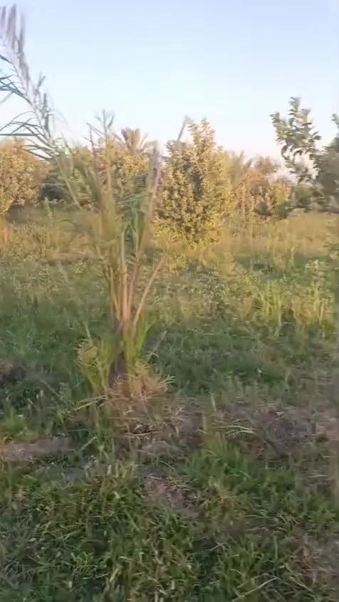 دونمين ونص بصف سبع البور مقابل المجمع السكني طابو الكاظميه تصلح مزارع بيها كافة الخدمات تبليط ماء سقي متوفر ماء اساله مدارس وغيرها مسيجه من جهتين  وقريبه عن المدينه والسوق 
***********
