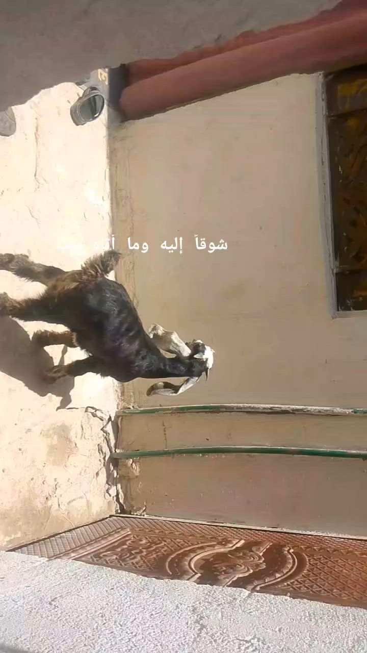 يا الله صخل فحل صاحي شرط الصحه وسمين خير من الله وين راحوا جنايه على باب الله سعره بلاش بس 100الف وبيه مجال الله يدومك يارخص المكان البصره الزبير وشراي يتصل بلخدمه بيه وتساب موجود ***********خوان تفاصيل أكثر خاصه

