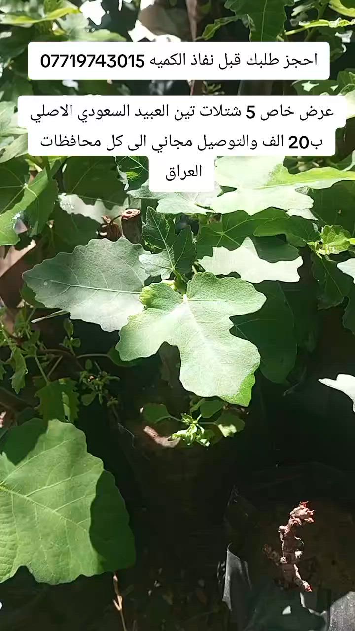 متوفر تين العبيد السعودي مضمون الصنف 
عرض خاص 5 شتلات ب20 والتوصيل مجاني 
للاستفسار ***********
