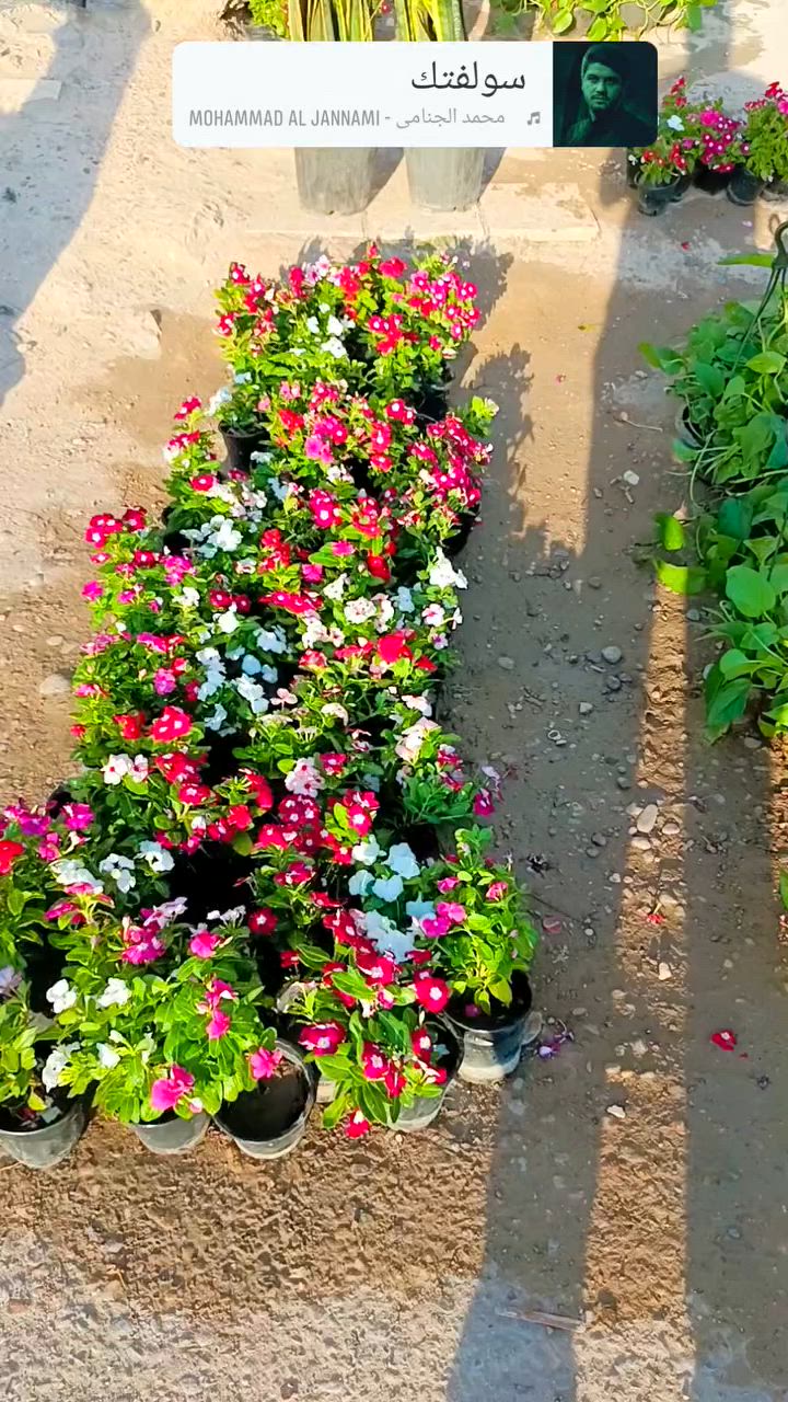 ماشاءالله اللهم صلي على محمد وال محمد
عين البزون 750 /3 ب2000😍🥰
لبلاب تعليك 6000😍🥰
اليهودي 2000😍🥰
عصى موسى 2000😍🥰


**إذا كنت صاحب هذا الإعلان وتريد حذفه لأي سبب، رجاءا أرسل رسالة إلى الدعم الفني**