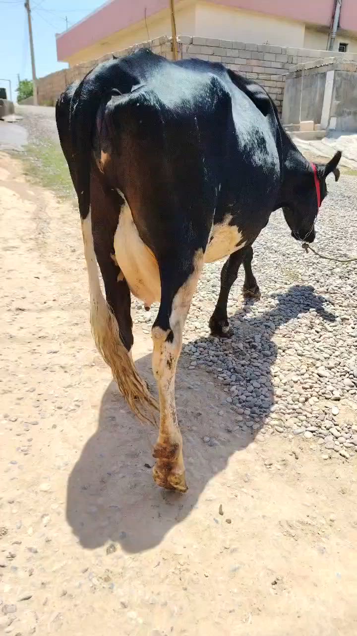 السلام عليكم بقره حاطه على ميلاد حدبه اصليه 5ايام وتلد خشانه فول مكفله عل كل عيب بعد الولاد المكان الشرقاط رقم الهاتف ***********توصيل جميع محافظات
