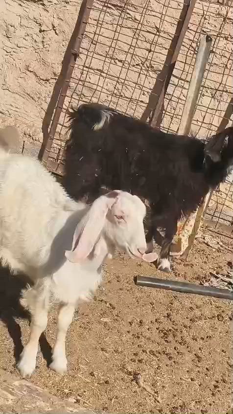 3صخلات وجدي للبيع شراي يتصل ***********.  ***********
