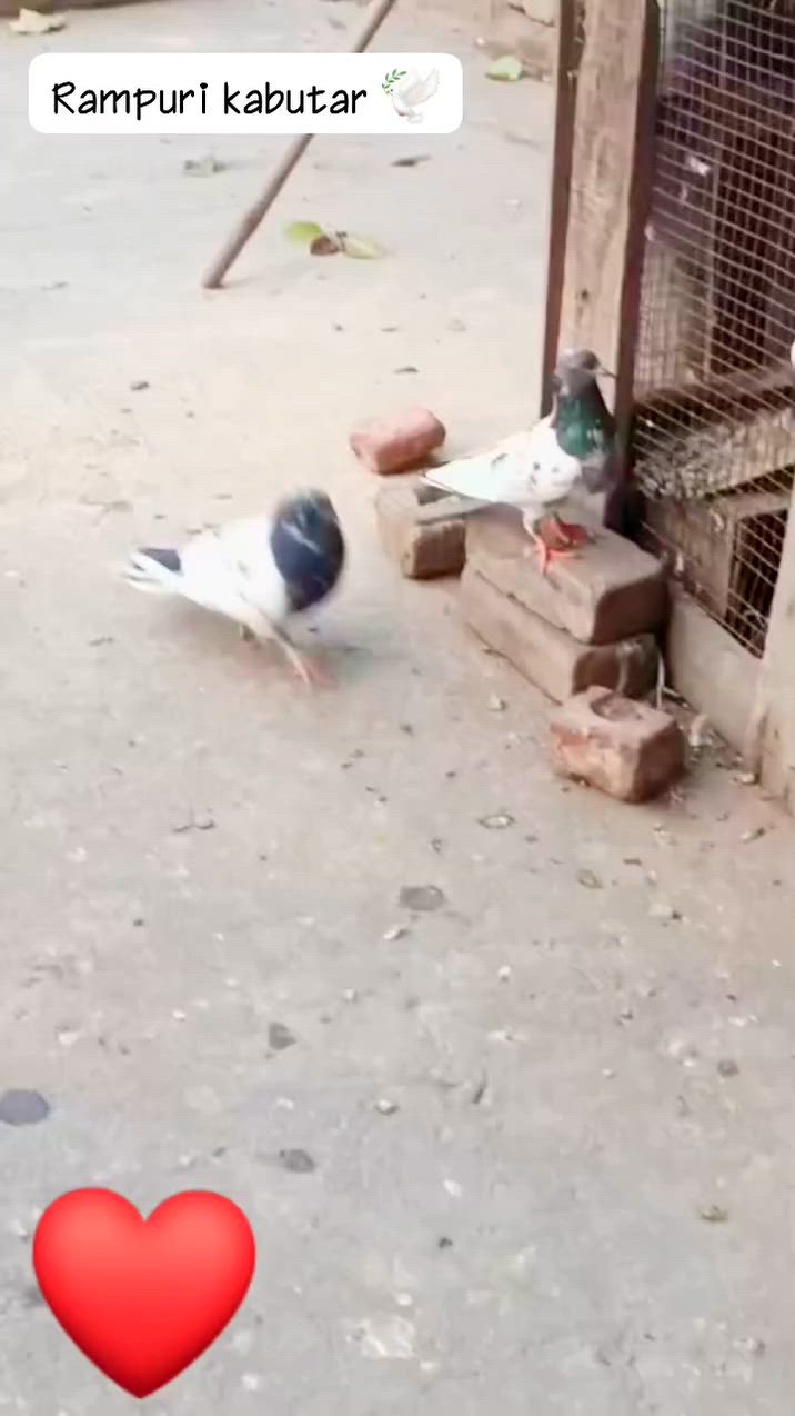 Rampuri kabutar desi kabutar top quality ke 🕊️ #देसीकबूतर  #bigbossupdates  #desi  #facebooklivestream  #kabutar  #facebooktraining  #pigeon  #pest  #dance  #indiansharemarket  Ekrar ansari 🕊️♥️


**إذا كنت صاحب هذا الإعلان وتريد حذفه لأي سبب، رجاءا أرسل رسالة إلى الدعم الفني**