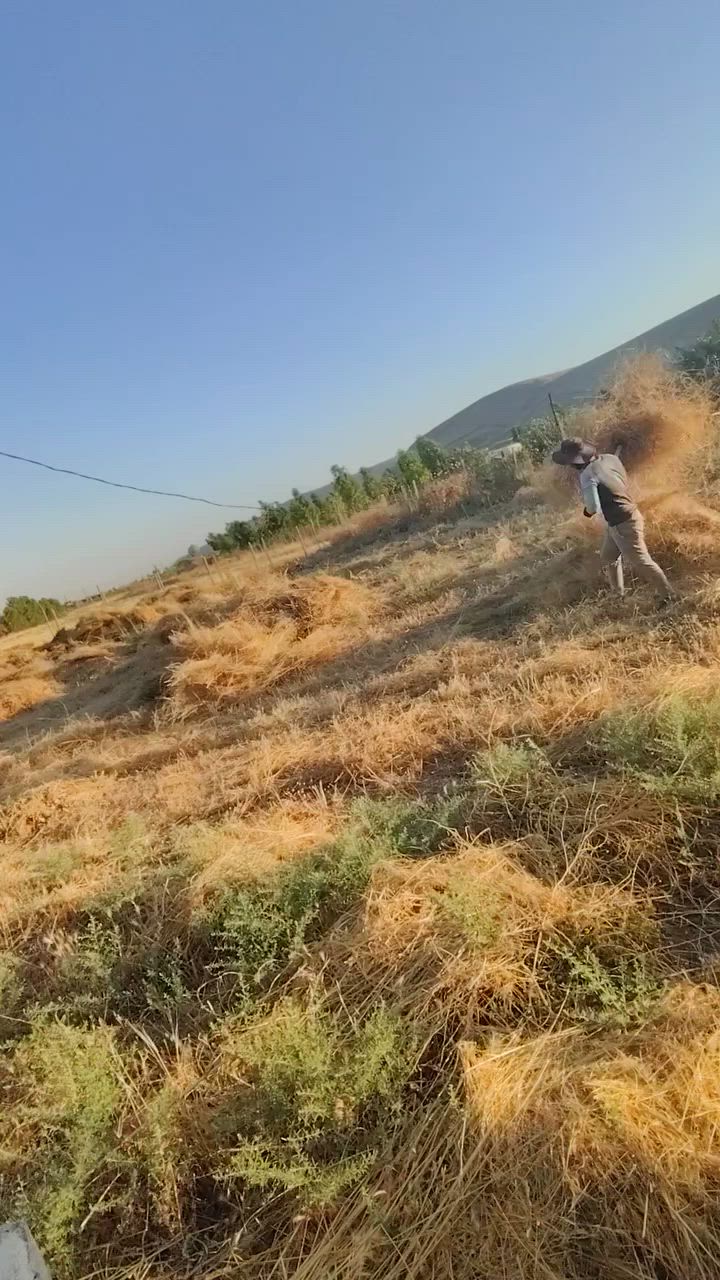 الي يحتاج عمال تنضيف بساتين أو منازل أو أعمال أخرى  في الموصل  ناحية بعشيقه فاضليه خرسيباط عمر قابجي سماقيه والمناطق المجاورة
الستفسار على الرقم التالي ا 
***********
