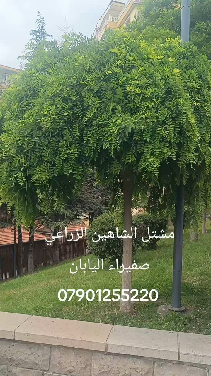 ## 🌳 شجرة السيفورا.. مظلة الطبيعة الساحرة وصديقة البيئة! 🌸

هل سمعت من قبل عن شجرة **صفيراء اليابان (Styphnolobium japonicum)** أو ما تُعرف عالميًا بـ **Sophora**؟

إذا كنت تبحث عن شجرة تجمع بين المظهر الجمالي الخلاب، والظل الوارف، والقدرة العالية على تحمل الظروف القاسية، فإن السيفورا هي الخيار المثالي!

### ✨ لماذا تُعد السيفورا شجرة استثنائية؟

* **مظلة طبيعية رائعة:** تتميز بإنتاج تاج مستدير وضخم من الأوراق الخضراء الداكنة، مما يوفر ظلاً كثيفًا ومثاليًا للحدائق والشوارع خلال أيام الصيف الحارة.
* **زهور بيضاء ساحرة:** في أواخر الصيف (الوقت الذي تقل فيه أزهار الأشجار الأخرى)، تتزين السيفورا بعناقيد دالية من الزهور البيضاء المصفرة ذات الرائحة العطرية الخفيفة، والتي تتحول لاحقًا إلى قرون بذور مميزة تشبه حبات المسبحة.
* **صديقة للنحل:** تعتبر ملاذًا ومصدرًا غنيًا للرحيق لتربية النحل وإنتاج عسل عالي الجودة في وقت شحيح الزهور.
* **بطلة في التحمل:** شجرة قوية للغاية! تتحمل الجفاف، وتتحمل درجات الحرارة المرتفعة، كما أنها مقاومة بشكل مذهل للتلوث الهوائي في المدن الكبرى.

---

### 💡 معلومة سريعة (رغم اسمها.. أصلها ليس يابانيًا!)

موطنها الأصلي هو **الصين وكوريا**، ولها مكانة تاريخية كبيرة هناك حيث كانت تُزرع حول المعابد البوذية والمقابر الملكية، ومنها انتقلت إلى اليابان وباقي دول العالم لتصبح من أجمل أشجار الزينة.

---

### 🏡 كيف تعتني بها؟

* **الإضاءة:** تعشق أشعة الشمس المباشرة.
* **التربة:** تجود في معظم أنواع التربة بشرط أن تكون جيدة التصريف.
* **الري:** معتدل، وتصبح موفرة للمياه بمجرد أن تضرب جذورها العميقة في الأرض.

إذا كنت تخطط لإضافة لمسة خضراء مستدامة وفخمة لحديقتك أو لمشروع تشجير، فإن **شجرة السيفورا** تنتظر أن تزين مكانك! 💚

---

#أشجار #تشجير #سيفورا #صفيراء_اليابان #طبيعة #حدائق #نباتات_زينة #بيئة


**إذا كنت صاحب هذا الإعلان وتريد حذفه لأي سبب، رجاءا أرسل رسالة إلى الدعم الفني**