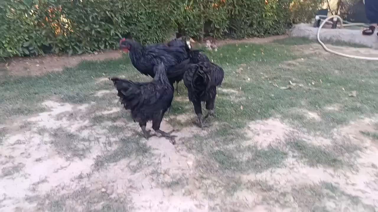 باڕو باڕۆکی استرۆلۆب اصلی بەزەمان تەمەنیان نزیک 7مانگە
ساغ و تەندروست نزیکە 70دانەیە 
بۆفرۆشتن  بەتاک و کۆ 
کەمتر لە 5دانە نافرۆشین 
جوتی 40هەزار  شوێن کەلاڕ


**إذا كنت صاحب هذا الإعلان وتريد حذفه لأي سبب، رجاءا أرسل رسالة إلى الدعم الفني**