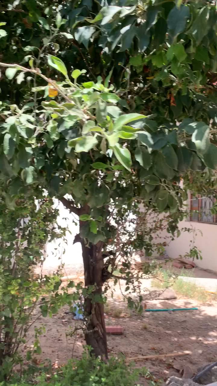 سلام عليكم بيت لايجار رشيديه قطاع٥ لاستفسار.   ***********
