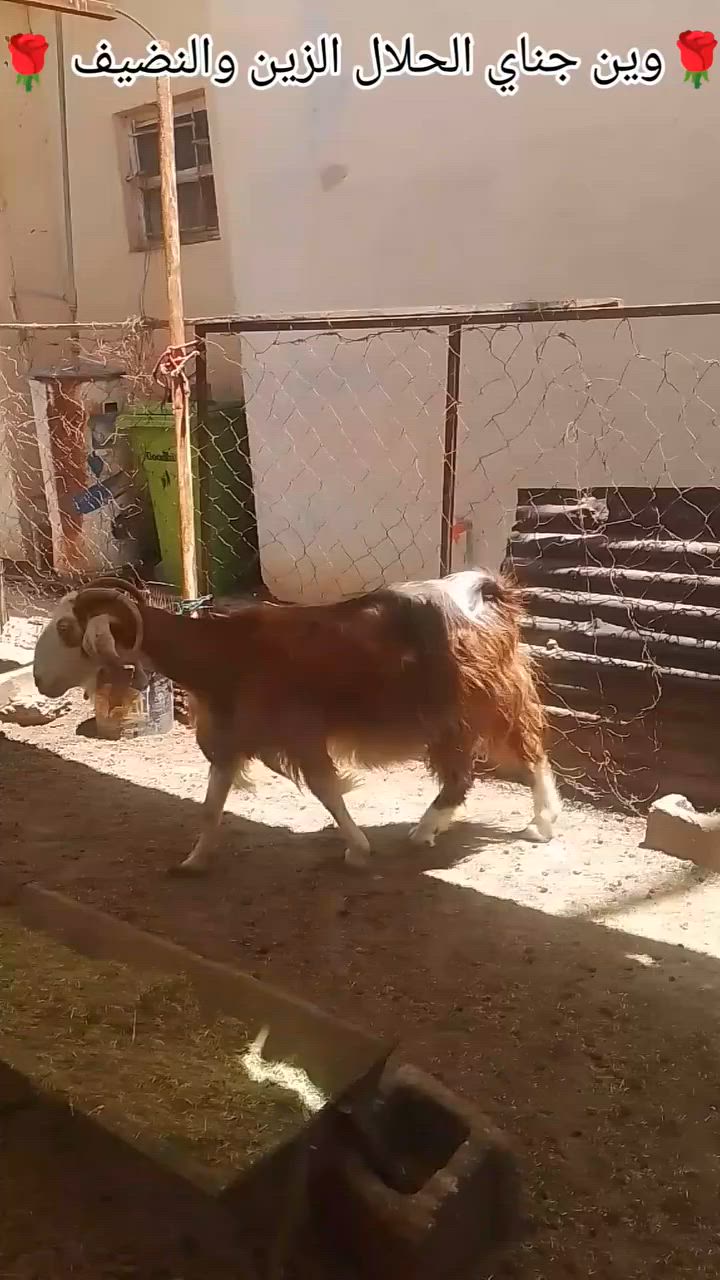 وين جناي الحلال الفاخر
عنز شاميه ثالث بطن خشانه خير من الله كان وراها ثلاثه 
صاحب انطاني شرط اعشار مضروبه اسفنجه صار لها فوق شهرين ونص بس ما انطاني ضمان خشانه فول مال جناي
درجه اولى عنز من حظ الجناي خط ونخله وفسفوره حلوه 
شرط حلابه عنز مع البيت بس الجناي يعرف قيمتها 
السعر 270 وبيها مجال للشراي يتصل ويتدلل 
عنوان الانبار ناحيه كبيسه 
يوجد حسب الاتفاق داخل محافظه الانبار فقط 
*********** اتصال فقط
***********واتساب فقط

شرط كل سنه تولد ثلاثه سن وشطر ونصائح على كل عيب
