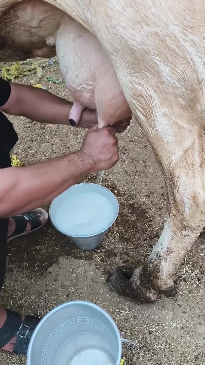 سلام عليكم ورحمة دابه زراعيه فول مواصفات دابه خشنة مشروطه على كول عيب وراه حوله فرنسيه حليب خير من الله خشانه  كلش ***********
