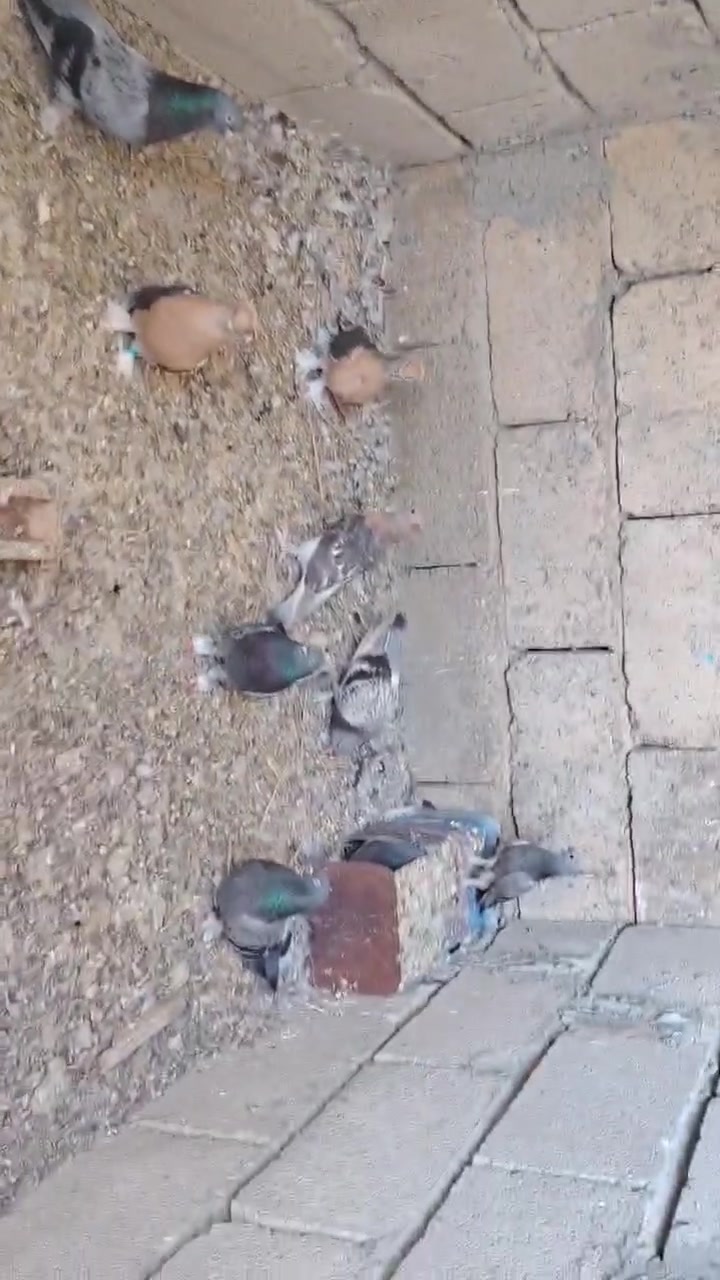 طيور للبيع 
‏‪***********‬‏
