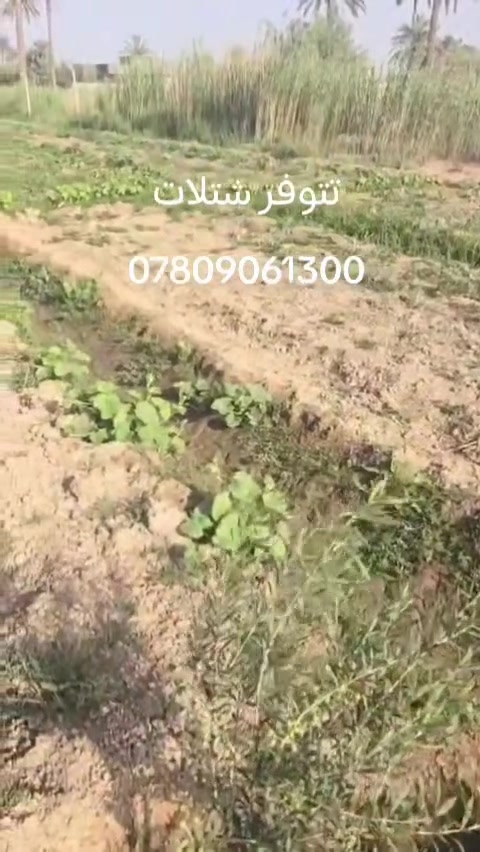 بسم الله الرحمن الرحيم 
افضل المشاريع الاستثمارية ذات المردود الاقتصادي العالي والتي لا تحتاج مجهود كبير. وإنتاج في وقت قصير ....زراعة الزيتون القزمي عالي الزيت خاصة والطلب المتزايد على زيت الزيتون الاصلي .
نوفر لكم ارقى أصناف الزيتون العالمية زيتون كوروناكي اليوناني واربكوين الاسباني التي أثبتت نجاحها وإنتاجها في أغلب مناطق العراق.كما نوفر الاستشارة عن أي شيء يخص زراعة الزيتون.
لطلب الشتلات  *********** واتساب ماسنجر 
يوجد توصيل لجميع المحافظات
