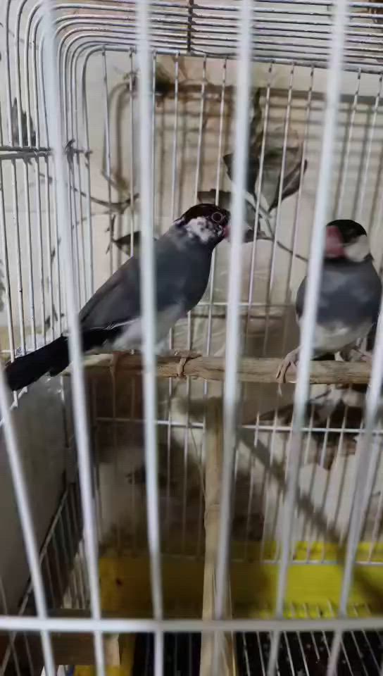 جوته كي فنجس جاوي و تئشكاوان دوو تئشكبون ئيك فري ئيكا ماي كارئ هيكا كربو به س من جهئ وأن به دل كر هيكا وان شكاند جهئ دهوك سعرا وان٤٥هزار و بيجه كا مجال شه رتن ١٠٠٪ ***********واتساب
