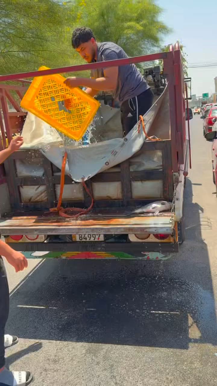 🎁 الجائزة: (مسكوف فاخر لـ 4 أشخاص) للفائز اللي يتوقع الوزن الصحيح!
📍 العنوان: الموصل، الفيصلية، مقابل التربية.
📞 للحجز المباشر: اتصل هسة على: ***********
