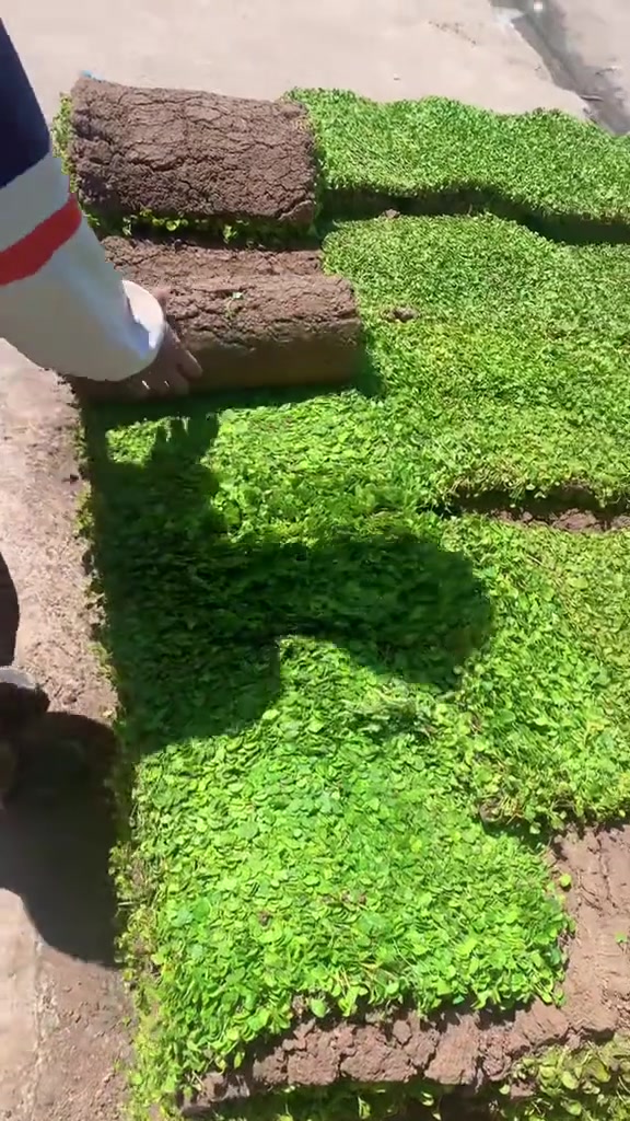 ثيل يطالي للبيع درجه اولى وباسعار مناسبة واصلك البيت الحجز خاص ***********
