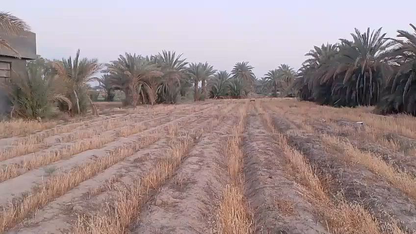 دونم. زراعي للبيع سند 25 تحويل مباشر كل الخدمات متوفره موقع الارض خلف جامعه بابل منطقة إبراهيم الخليل ع الإتصال على الرقم ***********
