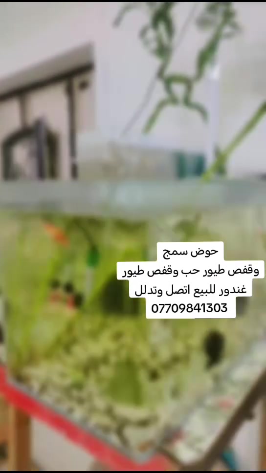 حوض سمج
وقفص طيور حب وقفص طيور غندور للبيع اتصل وتدلل
*********** وبعد بيوت عدي كندور وطيور  حب وفناجس
