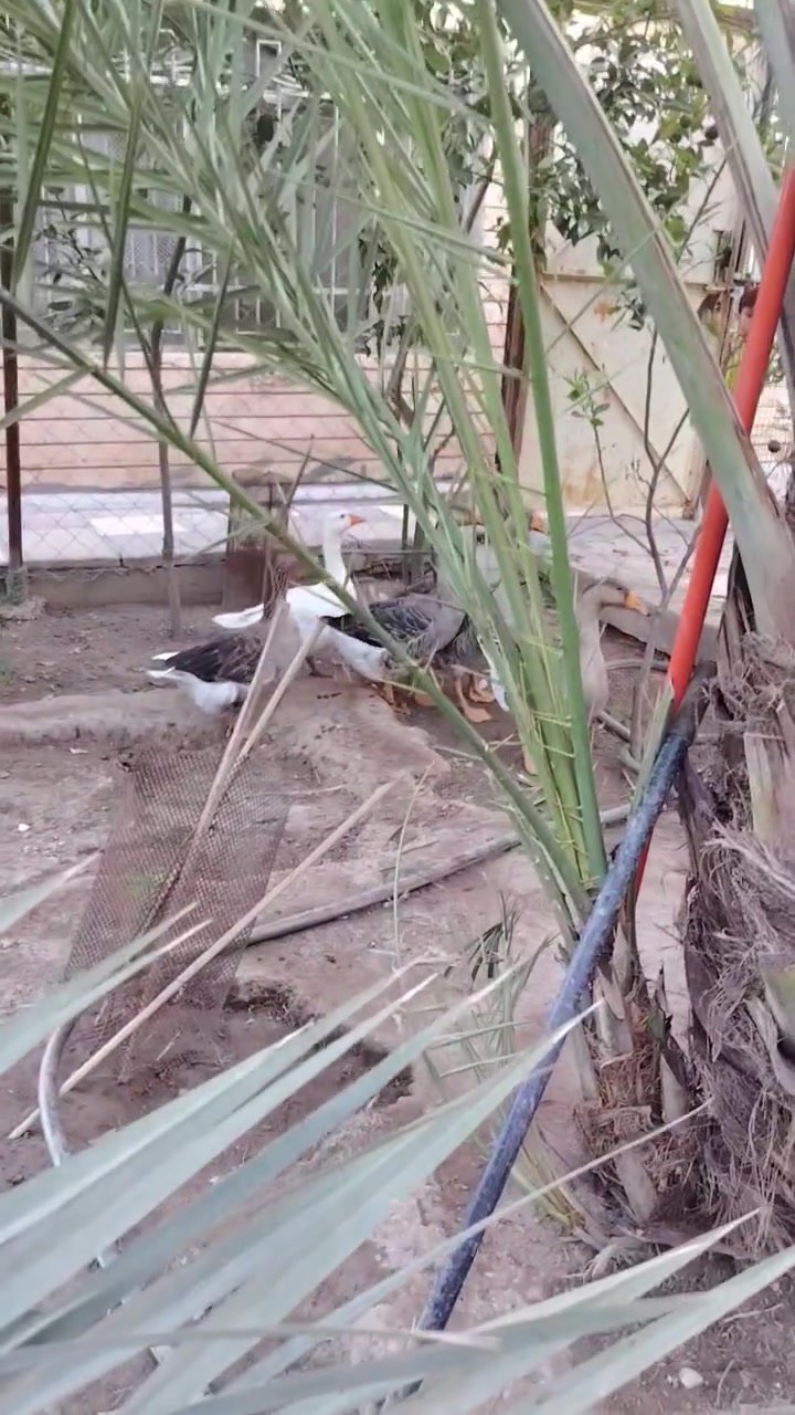 السلام عليكم البيع وز  فسيفس ودجاج  وديوك المكان هيت الاستفسار أكثر عل رقم ***********
