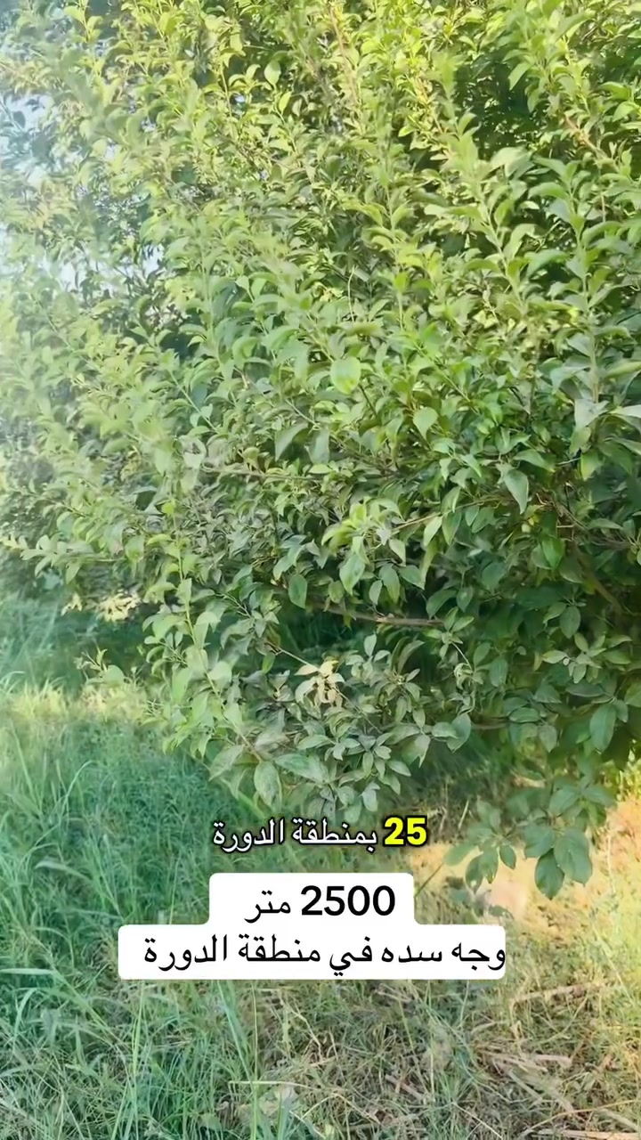 دونم (بستان وجه سده ) في منطقة الدورة
                 ***********_***********_***********
