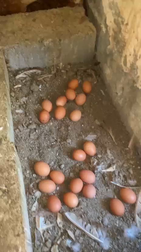 دجاج بياض احمر العمر 11 شهر ملقح جميع لقاحات 
سعر الدجاجه 6 الاف دينار  سعر الجمله يختلف  الي حاب يفتح مشروع وياخذ جمله اداري بل سعر المكان ناحيه الصقلاويه مركز الناحيه قرب كراج البلديه القديم 
الهاتف:***********
واتساب: ***********
