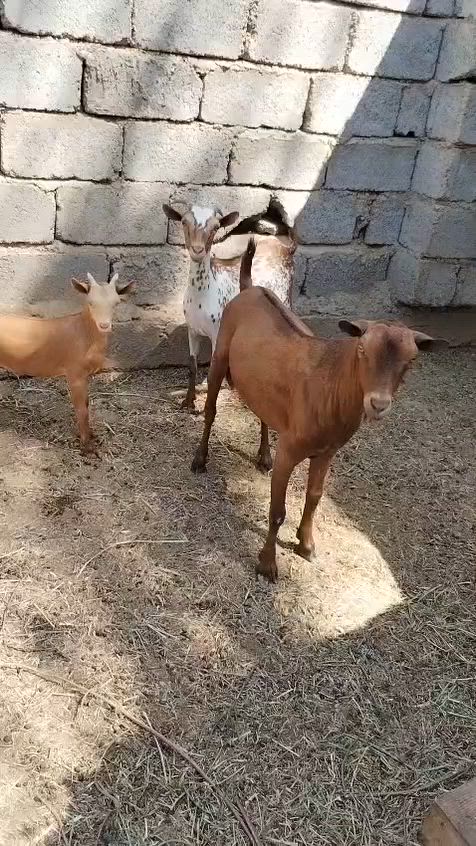 صخول للبيع نثيهه وبنتهه وفحل غزلانيات السعر 625
***********
