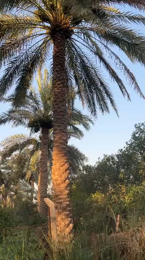 📍 للبيع دونم ونص في الإبراهيمية – كربلاء
🌴 بستان راقٍ بمعنى الكلمة، يقع مقابل قناة كربلاء ويبعد عنها حوالي 600 متر فقط.
✅ المساحة: دونم ونصف
✅ الواجهة: 50 متر
✅ الطريق: ترابي بطول 200 متر
✅ يحتوي على نخل برحي حمّال وأشجار متنوعة
✅ يحتوي على بيت قديم (تباع الأرض بقيمة الأرض فقط)
💰 السعر عند التواصل
📞 للاستفسار والاتصال: *********** 
📝 إذا مهتم، علّق بكلمة (تم) وسنتواصل معك.
