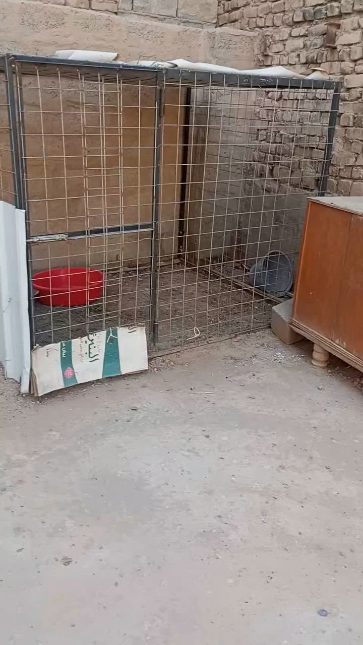 القفص للبيع


**إذا كنت صاحب هذا الإعلان وتريد حذفه لأي سبب، رجاءا أرسل رسالة إلى الدعم الفني**