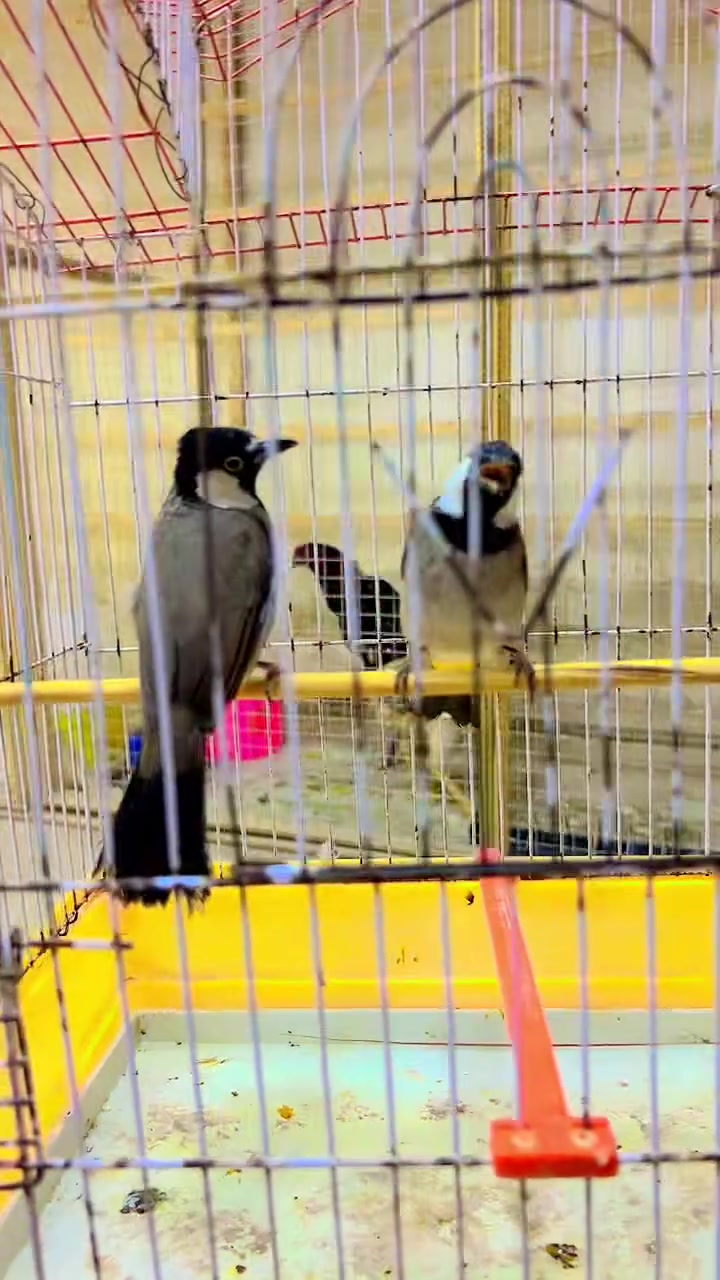 كلشي وسعره ***********
