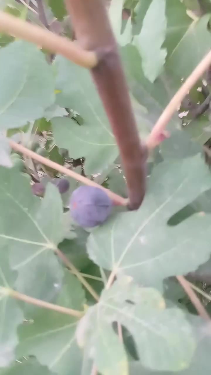لعشاق الهدوء  جنه علارض واصوليه ومناسبه مزرعه للبيع  المساحه 800 من ظمنه  بيت حديث  السقف صب كونكريت مسلح بي 6دنك وبقربه مدارس ابتدائي ومتوسط صار 7 اشهر من بنيته  متكون من غرفتين وصاله وستقبال ومطبخ وحمام داخلي وحمام خارجي ماء اساله وماء  سقي وبيه فواكه تين  ونخل شكر وزهدي وخستاوي ومزروعه  والثيله ١٠٠ متر  سند ٢٥ تحويل  بلطابو شرط ثاني يوم  المكان بابل القاسم  الجربوعيه تبعد عن طريق الزائرين العلجربوعيه 200متر تفاصيل اكثر اتصل *********** السعر  علخاص لو تتصل علما اني  صاحب العقار..
