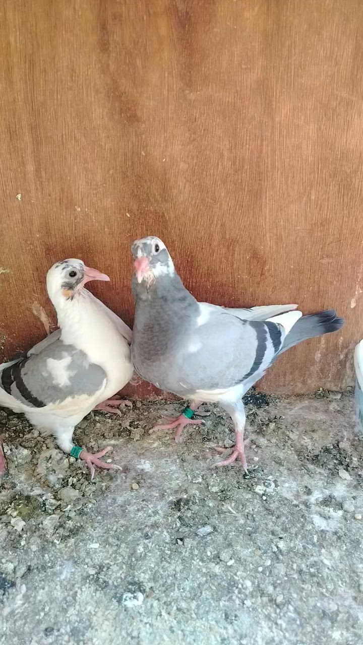 السلام عليكم ٦ فرخات درجه أوله مثل ما واضح بل صوره طيور خشنات ملقحات لقاح بلجيكي بعدهن جوه امهاتهن سعر الزوج ب ٢٠ الف مكان بغداد مدينه الصدر ماكو توصيل *********** ابيع كلهن مابيع منهن
