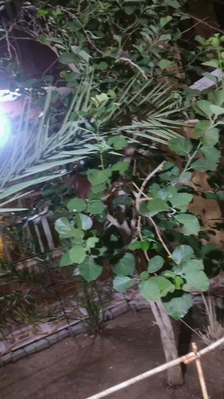 ماكس عدله تزويد خارجي مفتوحه دراجه مبدل بوشه معدل فوك ميه وعشرين شلعه مو طبيعيه كلمات رياضي دبلات رياضي كزوز رياضي كهربايات كلها شغاله نصبه تخبل سعر 600 مكاني بصره أبي لخصيب ***********
