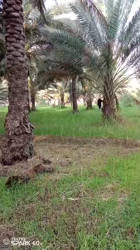 السلام عليكم للبيع دونمين طابو زراعي سند ٢٥
ويحتوي على 50 برحيه ومجهول + 35 نحلة زهدي
واجهية الدونم 34
والنزال 75
يتوفر (ماء سقي +ماء اساله +كهرباء)
الموقع واسط الصويرة مدخل الصويرة مقابيل كلية الكوت
للاستفسار ***********
‏‪***********‬‏
