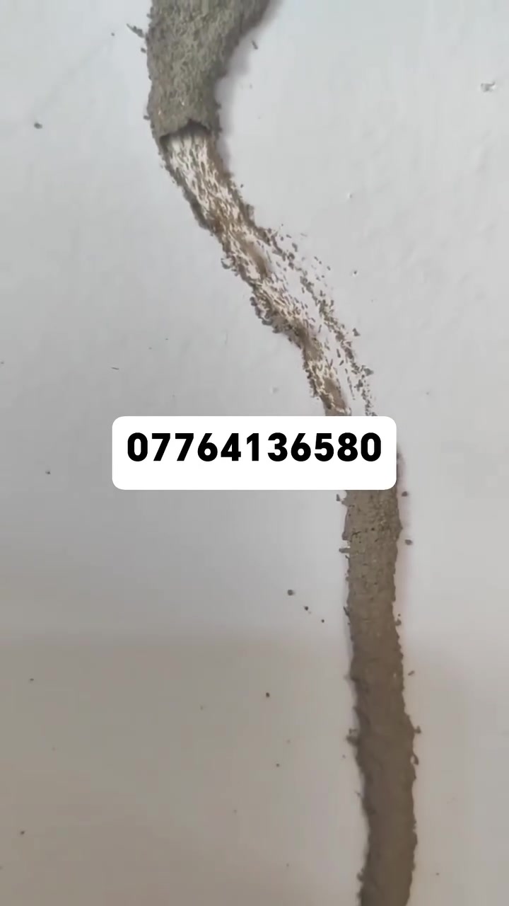 نحمي بيتك من الارضه ومن حشرات الصحه العامه حمايه طويلة الامد وبضمان حقيقي ..***********
#مكافحة_حشرة_الارضه #منازل #مدارس #شركات #مستشفيات #مباني_حكوميه #بغداد_بصرة_موصل_كربلاء_اربيل_نجف_الكوت_السماوة_تكريت_ديالى_حلة_نجف_الانبار_ديوانية
#ارضة #مبيد_آفات #مبيد #حشرة_الارضة # #آفات_زراعية #منضومة_الارضة #حشرة #معالجة_الارضة
