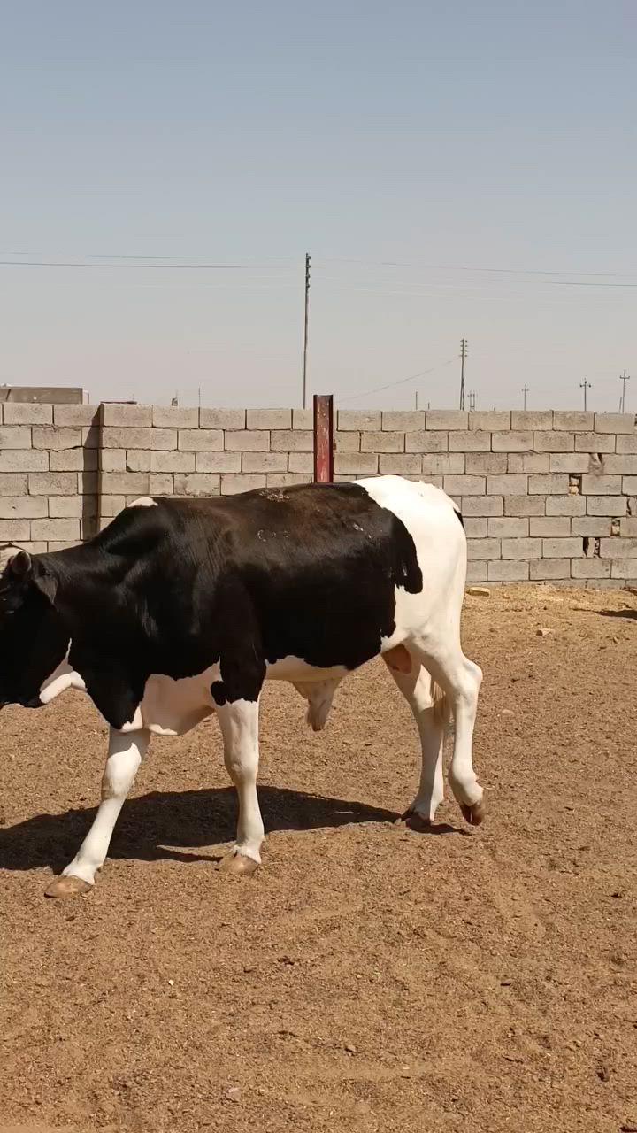 ***********
عجل سترالي  درجه اولى بي لحم خير من الله سمين كلش مقبط لحم يرهم كصابه والعنده نذر لمحرم بي لحم خير من الله  ضالمه التصوير مو واضح تجي وتشوفه  ثور كلش ثكيل  /ميسان ***********
