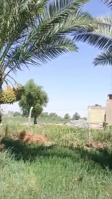 بستان 3 دونم البيع  ستثماري   ومضيف 16 متر وبيت 400 متر. عقد  35 كافت الخدمات صالح  السكن  زادت اساله ماي   زادن مستوصف زادن مدرسه العنوان كوت  منطقت اليوسفيه الستفسار اكثروالسعر خاص ***********/***********
