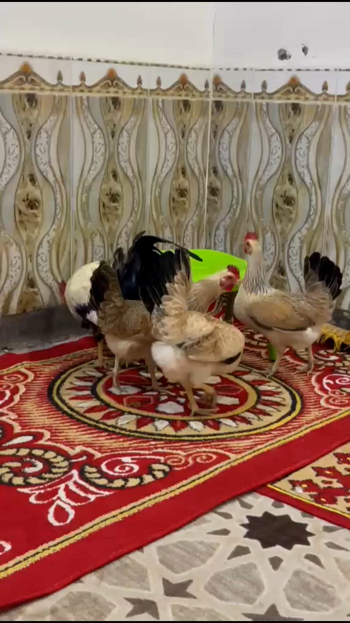 السلام عليكم اخوان اربع دجاجات و ديج كويتي دندراوي بياضات تك 125 الف وبي مجال للشراي//***********
