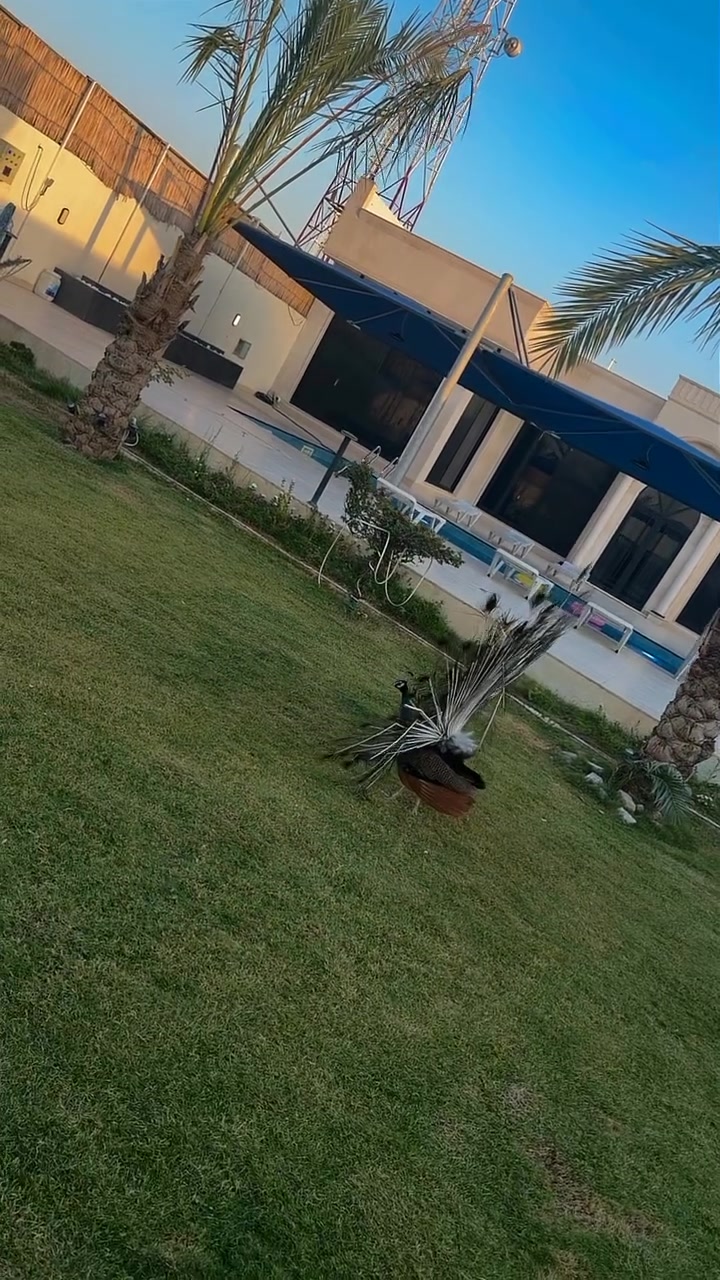 توجد مزرعه في منطقه الشعب للايجار اليومي
بنظام الشفتات 
الحجز 

‭***********‬
