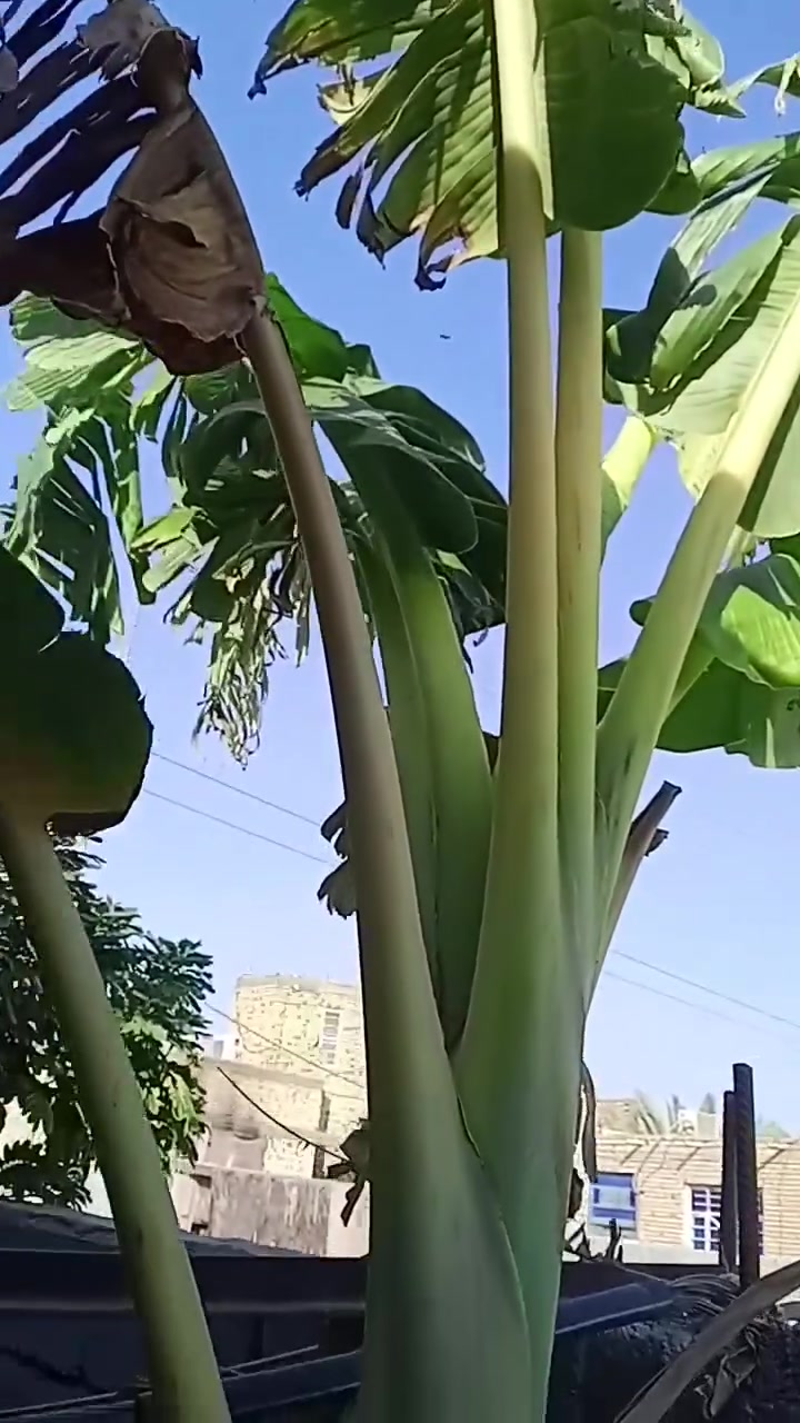 متاح امايات موز عدد3شرط حمل***********
@@
